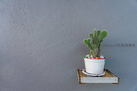 墙角小仙人掌盆栽，点缀彩色石子