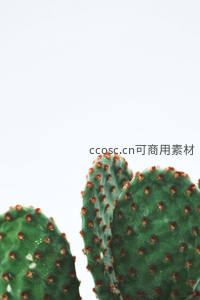 仙人掌叶片特写，红点绒毛质感细腻