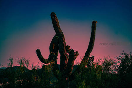 日落时分沙漠中高大仙人掌的剪影