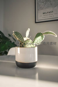 阳光洒在桌面上的仙人掌盆栽