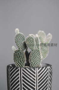 黑白几何纹花盆里的仙人掌群生