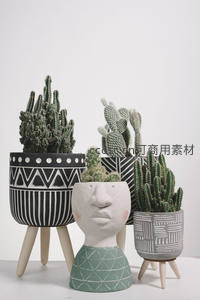 创意人脸花盆中的多肉仙人掌组合