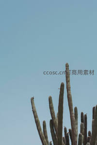 蓝天背景下高耸仙人掌的极简构图