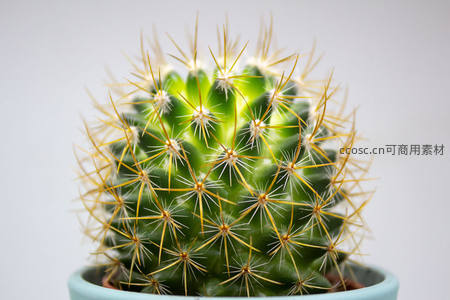 微距镜头下金黄色刺球仙人掌的细节