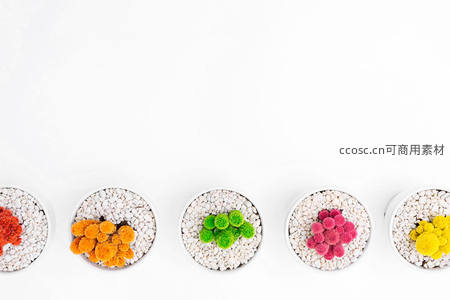 五彩绒球多肉排列在白色砾石盆中