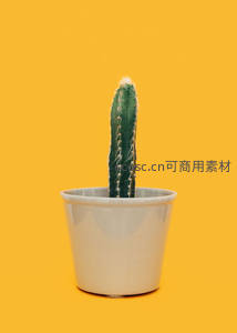 单株仙人掌在明亮黄色背景下的极简风