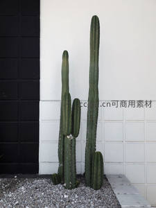 高低错落的仙人掌群植于黑白墙角