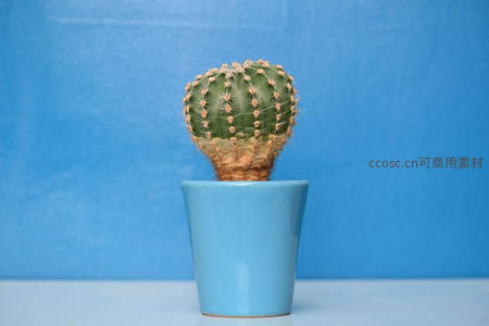 蓝色背景下的圆润仙人掌