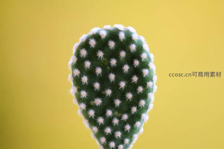 黄色背景下毛茸茸的仙人掌