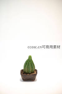 纯白背景下孤傲的仙人掌