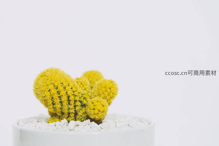 金黄色仙人掌如云朵般蓬松