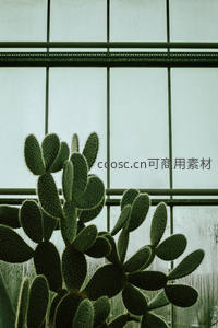温室玻璃窗前的毛茸茸仙人掌