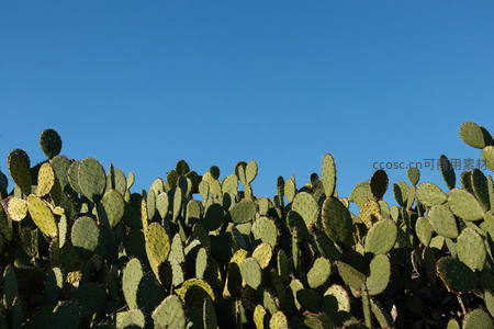 蓝天下的仙人掌丛生机盎然