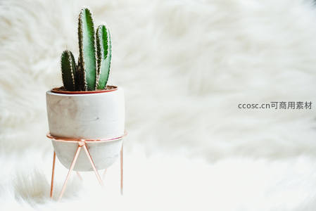 简约白色花盆中的绿意仙人掌