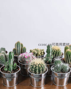 金属桶装多肉仙人掌组合陈列