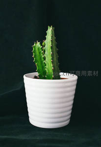 深色背景衬托白色花盆仙人掌