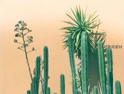 多肉植物墙前的仙人掌组合