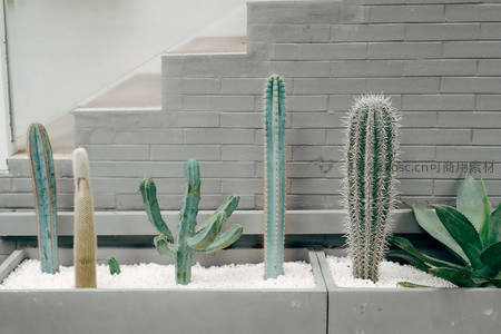 现代风格庭院中的仙人掌群落