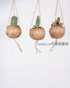 三只椰壳吊篮仙人掌，简约自然风装饰