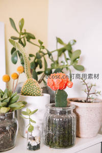 多肉植物组合盆栽，绽放橙色仙人掌花