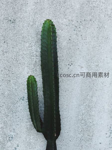 高大仙人掌倚靠水泥墙，工业风背景特写