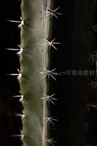 微距镜头下仙人掌刺的锐利细节