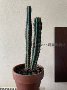 高大仙人掌盆栽静置室内墙角
