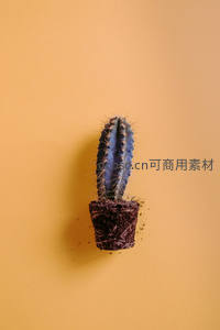 深蓝仙人掌置于暖橙背景中央