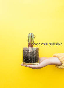 手托玻璃瓶中的迷你仙人掌