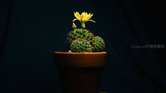 开花仙人球在暗调背景下绽放
