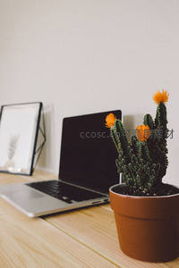 办公桌上的开花仙人掌伴笔记本