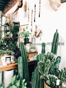 绿意盎然的仙人掌植物店角落