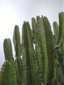 高大挺拔的绿色仙人掌特写