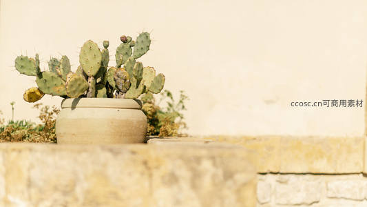 陶盆仙人掌置于石墙边的庭院一角