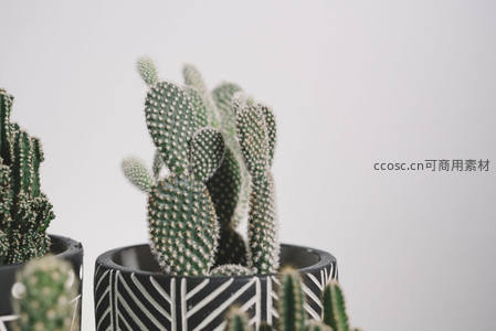 黑白几何花盆中的可爱仙人掌