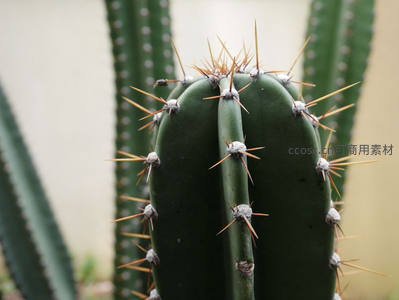 特写镜头下的仙人掌尖刺细节