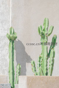 光影交错墙角仙人掌的静谧之美