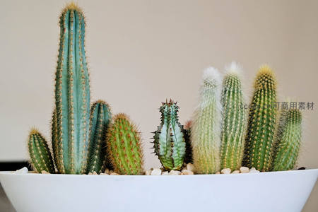 白色花盆中多样仙人掌的和谐组合