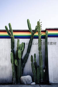彩虹墙边的高大仙人掌群落