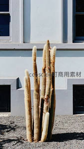 米色仙人掌在浅蓝建筑前挺立