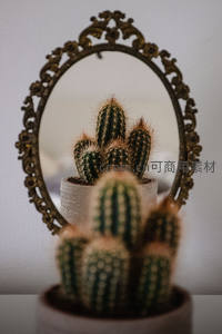 镜中倒影的复古盆栽仙人掌