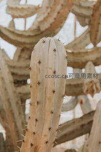 特写镜头下的灰白仙人掌刺