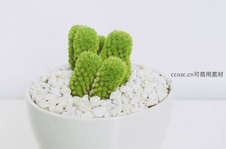 白色花盆中的绒球仙人掌