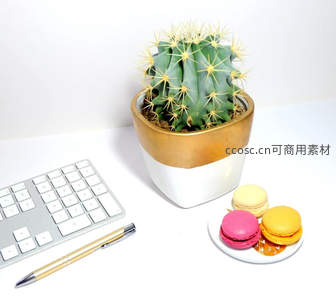 仙人掌盆栽搭配马卡龙甜点