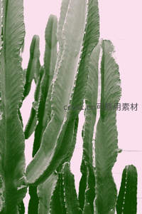 粉调背景下的仙人掌叶片特写