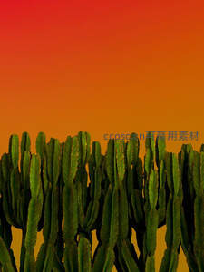 橙红渐变天空下的仙人掌林