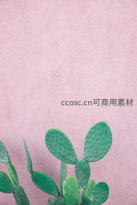 粉色墙面旁的仙人掌盆景