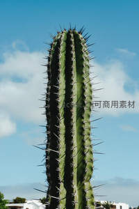 高耸仙人掌特写 against 蓝天