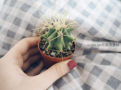 手捧迷你仙人掌盆栽