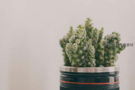镜头盖上的创意仙人掌盆栽